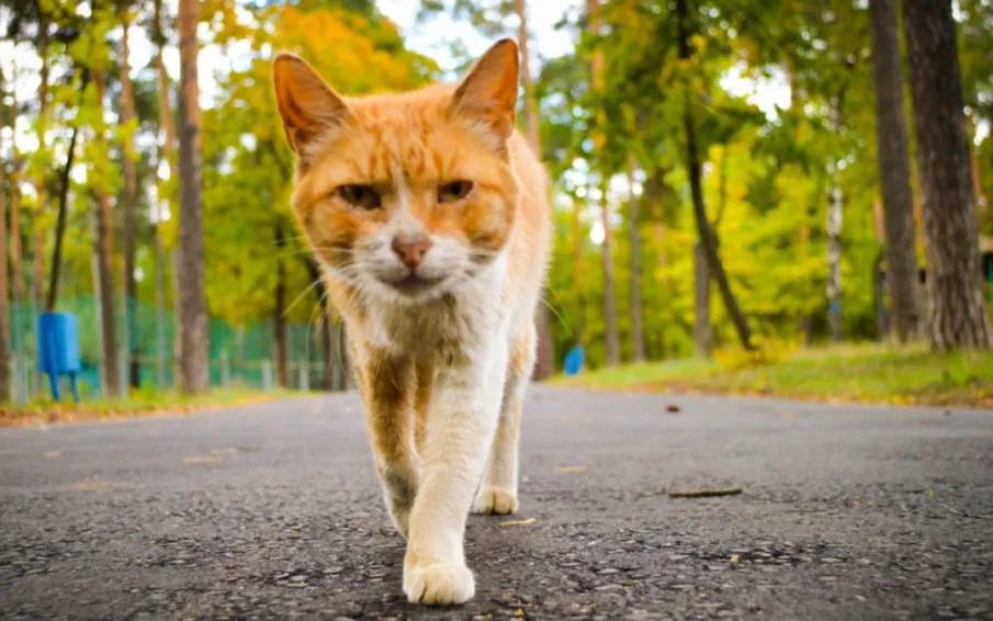 Сохраняется высокая пожароопасность!